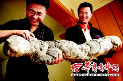 男子采药从树根处挖出1.2米长灵芝(图)
