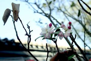 北京气候异常 十余朵海棠花冬季盛开(图) -开花