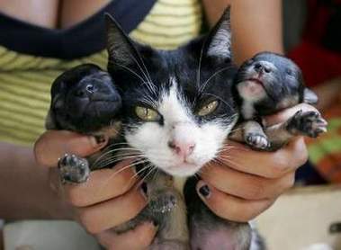 科技时代_“猫生狗”传闻在巴西掀起轩然大波(图)