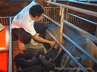 母猪产下32只小猪可能打破世界纪录(图)