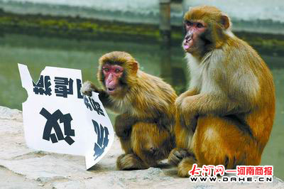 男子举牌抗议猴子虐猫纸牌被猴当场撕毁(图)