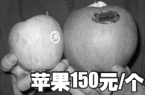 苹果150元/个现身辽宁 号称世界最大苹果(图)