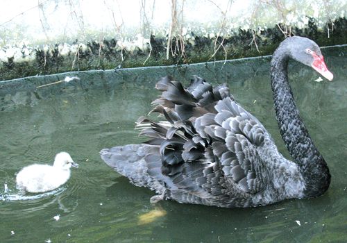 茶老板研究杂交 人工授精技术孵出天鹅(图)-孵