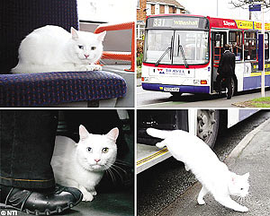 英国小猫每周都要独自乘坐几次公交车(图)