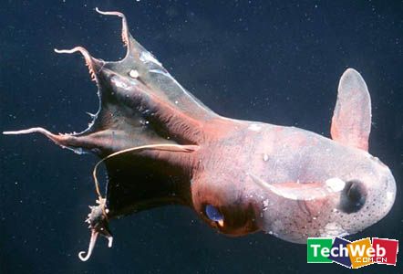 ѪVampire squid