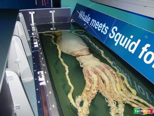 㣨Giant Squid