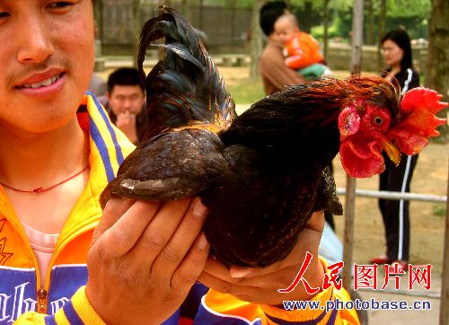 江苏连云港:公鸡翩翩“走”钢丝