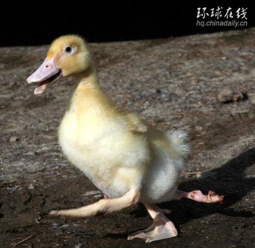 英国四脚鸭的“非常生活”