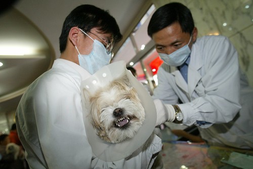 深圳免费为狗植入芯片 未植入芯片将被视为无证养犬 创视网