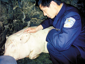 重庆一猪全身无毛 主人欲收费办展览(组图)