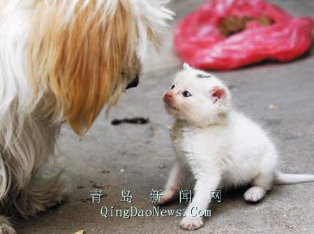 猫宝宝送人狗妈绝食抗议 重逢场面让人落泪(图)