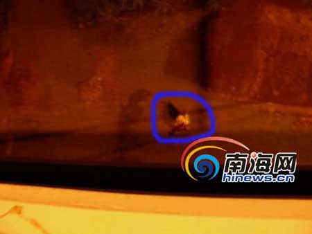 检察官酒后驾公务车撞死人(组图)
