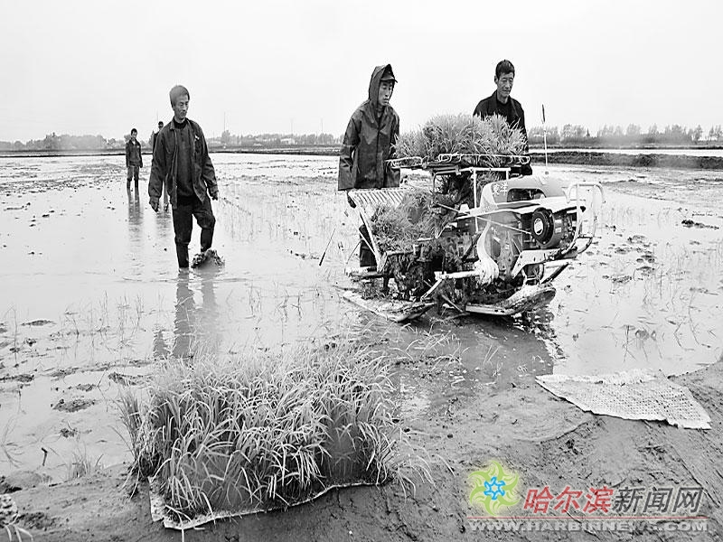 借松花江截流引江水灌溉 万亩水稻示范项目年