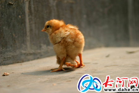 两只怪小鸡出生5天 长4只腿 胸部有翅膀