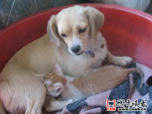 爱子夭折 狗妈妈“领养”猫娃(图)