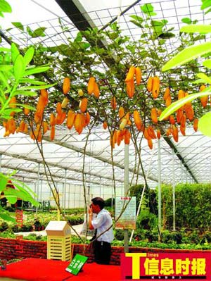 广州有个新奇蔬菜公园 番薯长在半空茄树高达3米