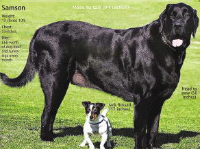 英国3岁猎犬体重125公斤(组图)