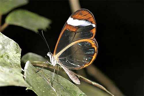 世界罕见蝴蝶图片 1344935_944264.jpg