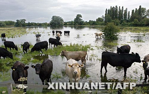 7月23日,在英国中部的牛津郡,牛群在洪水泛滥的草场吃草。英国遭遇60年不遇特大洪水,英格兰西部地区至23日有15万户家庭无法喝上饮用水,5万户家庭失去电力供应。英国两大主要河流泰晤士河和塞文河的水位已远超往年正常水平,洪水甚至有可能冲破堤坝。 新华社/法新