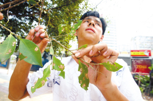 重庆遇大规模虫患 林业局连续发布虫害通报(图)