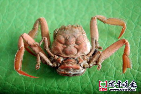 螃蟹被煮后身体呈现人脸发怒时表情(图)