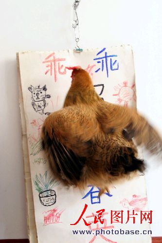 组图:沈阳一母鸡认字识图能算数