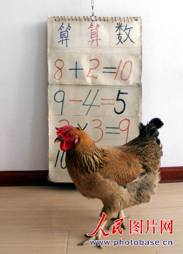 组图:沈阳一母鸡认字识图能算数