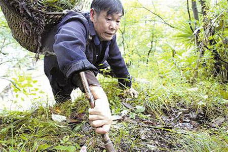男子攀岩尝百草独身侍侯病母30年(组图)