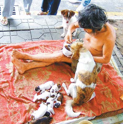 拾荒老人与狗露宿街边 希望有人领养小狗(图)