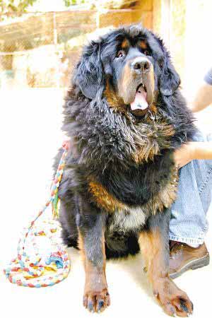 天价“藏獒王”背后存暴利 配种一次20万元(图)