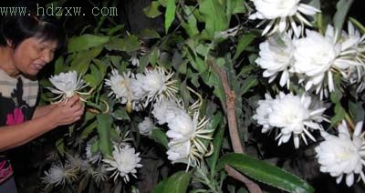 百岁昙花一夜开出800朵 4小时后凋谢(组图)