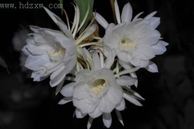 百岁昙花一夜开出800朵 4小时后凋谢(组图)