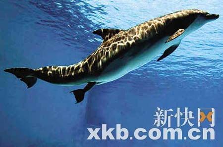 意摄影师幸运拍下海豚白天产子过程(组图)