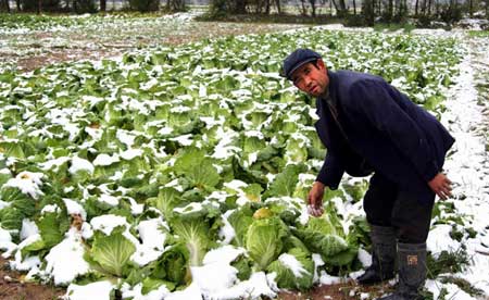 10月7日晚至8日晨,一场大雪突袭永登包括县城在内的大部分地区,降雪不仅压折了312国道两旁以及永登县城道路两边的大量树木,压塌了3