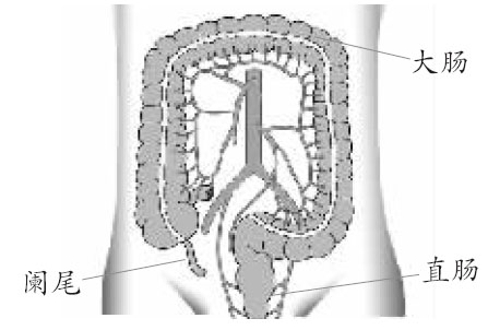 这项科研成 (447x302); 人体阑尾; 人身体阑尾的位置图图片大全下载
