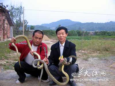 江西蛇王6次死里逃生 欲出版蛇类学专著(组图)
