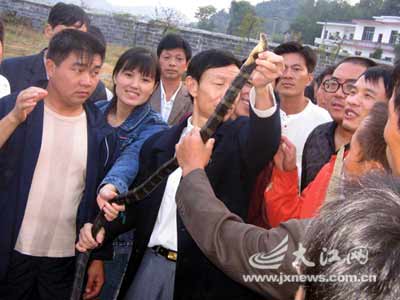 江西蛇王6次死里逃生 欲出版蛇类学专著(组图)