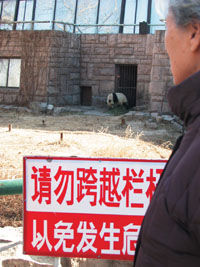 男孩动物园欲与熊猫亲近被咬伤双腿(组图)