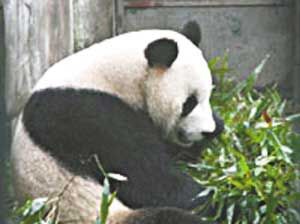 男孩动物园欲与熊猫亲近被咬伤双腿(组图)