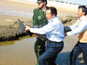 村民千元买下落网小海豚大海放生(组图)