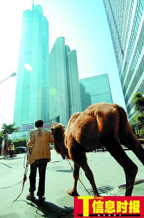 两男子牵骆驼跪地乞讨被指虐待动物(图)