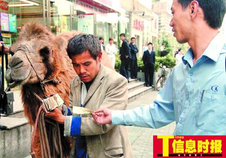 两男子牵骆驼跪地乞讨被指虐待动物(图)