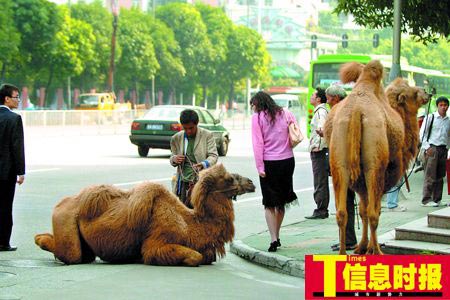 两男子牵骆驼跪地乞讨被指虐待动物(图)