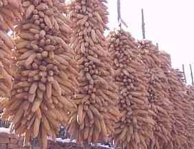 全球粮食价格上涨致牛奶涨价(组图)