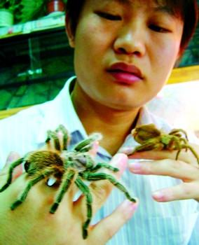 年轻小伙5年养11个品种宠物蜘蛛(图)