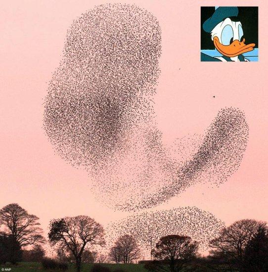ӢĵֻзоƬ