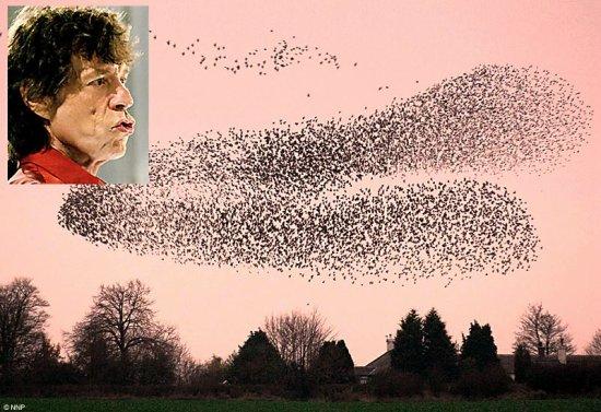ӢĵֻзоƬ