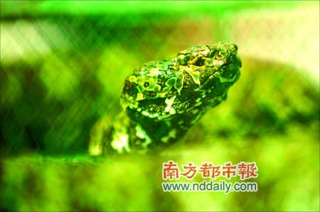 莽山烙铁头