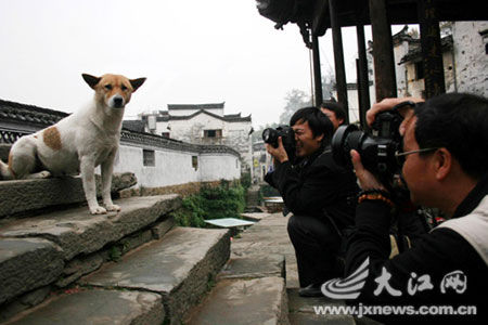 江西1母狗爱出风头 一看到相机就摆造型(组图)