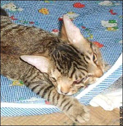 美国惊现两鼻四眼双面猫 打呼噜发出立体声_国际频道_新华网